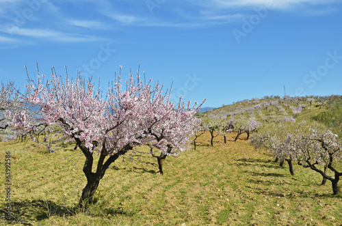 Field of almond blossoms