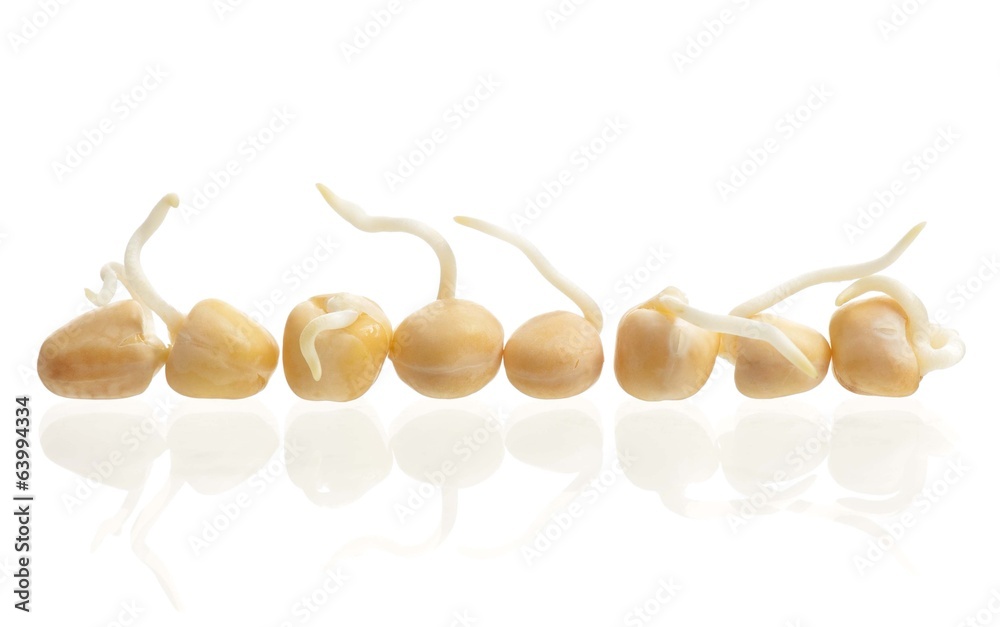 can split peas be sprouted