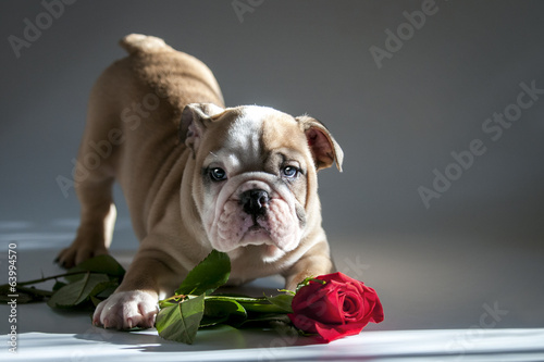 English bulldog puppy