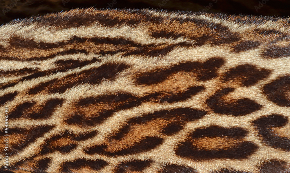 amur leopard fur background amur leopard fur background