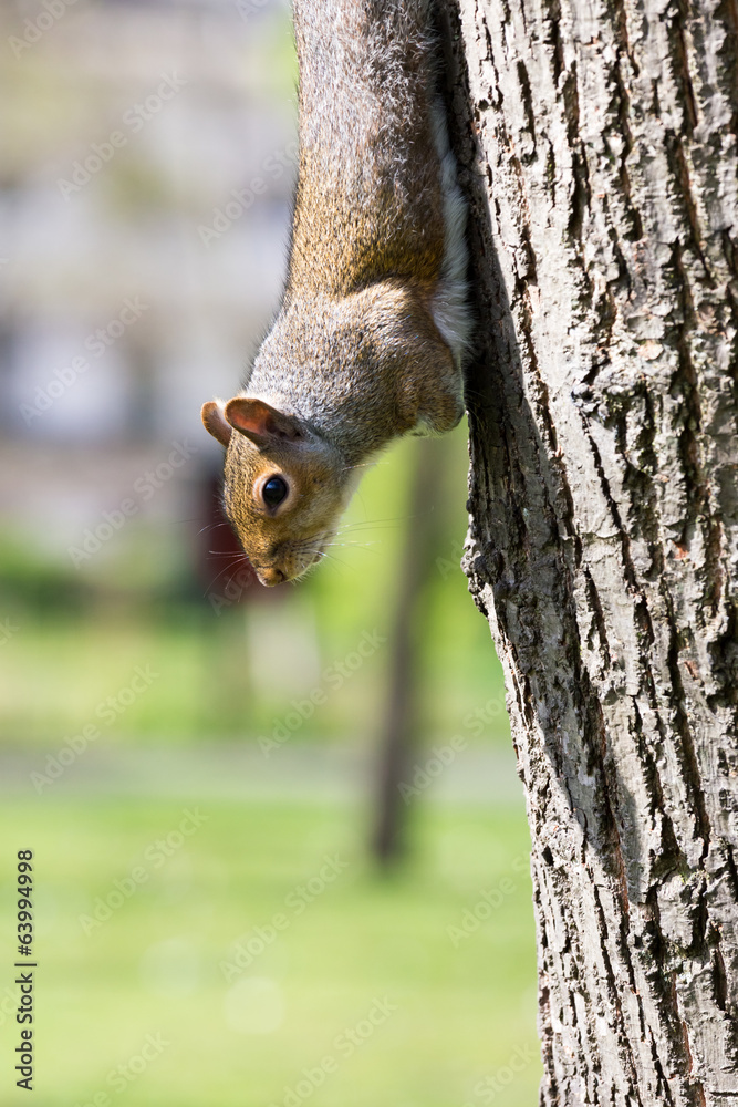 funny squirrel