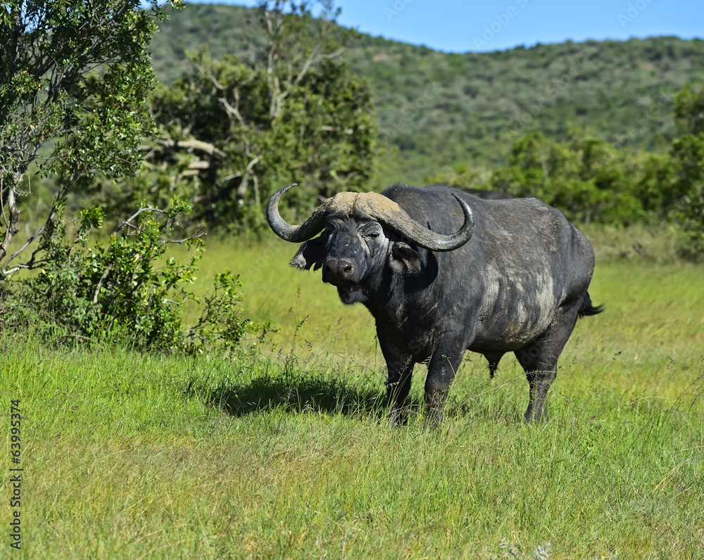 Buffaloes Buffaloes