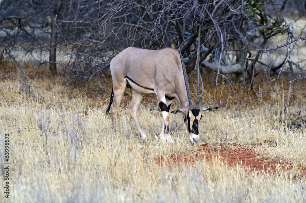 Naklejka premium Oryx gazella