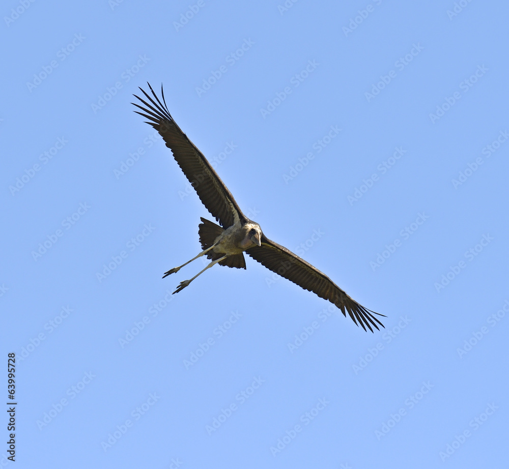 Fototapeta premium Marabou Stork