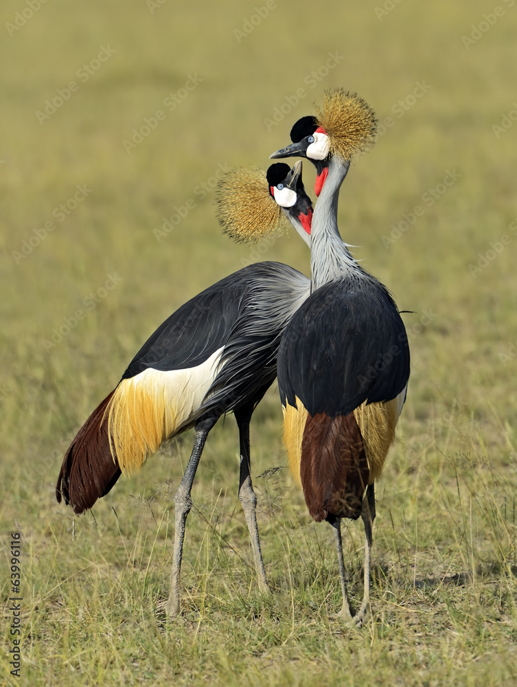 Fototapeta premium Crowned Crane