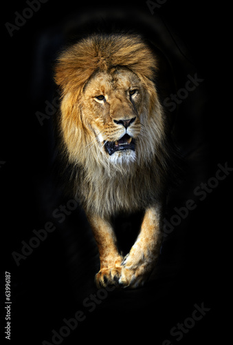 Fototapeta Naklejka Na Ścianę i Meble -  Lion in a shroud