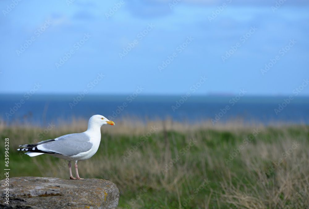 mouette