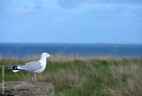 mouette © Image'in