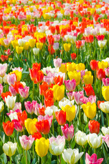 Wandcirkels Tulp Bonte tulpen in stadspark  © aga7ta