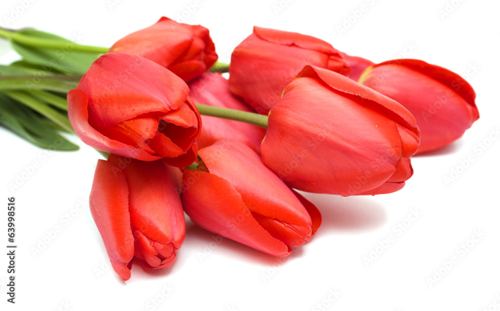 Red tulips Red tulips