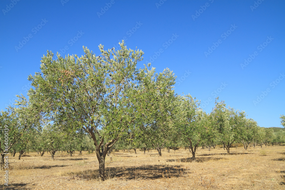 Olive grove in Greece Olive grove in Greece