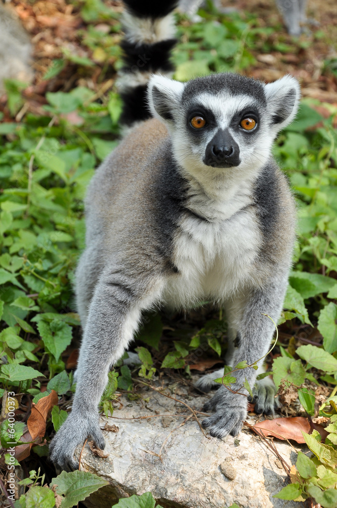 Fototapeta premium Ring-tailed lemur