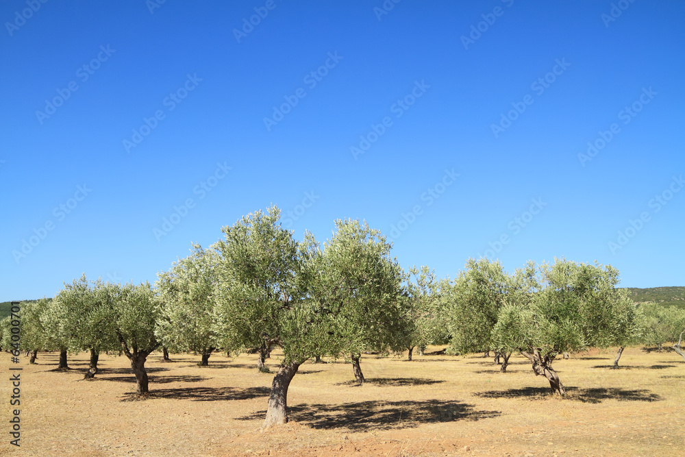 Fototapeta premium Olive grove in Greece