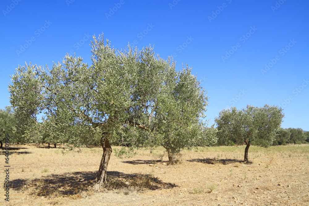 Fototapeta premium Olive grove in Greece