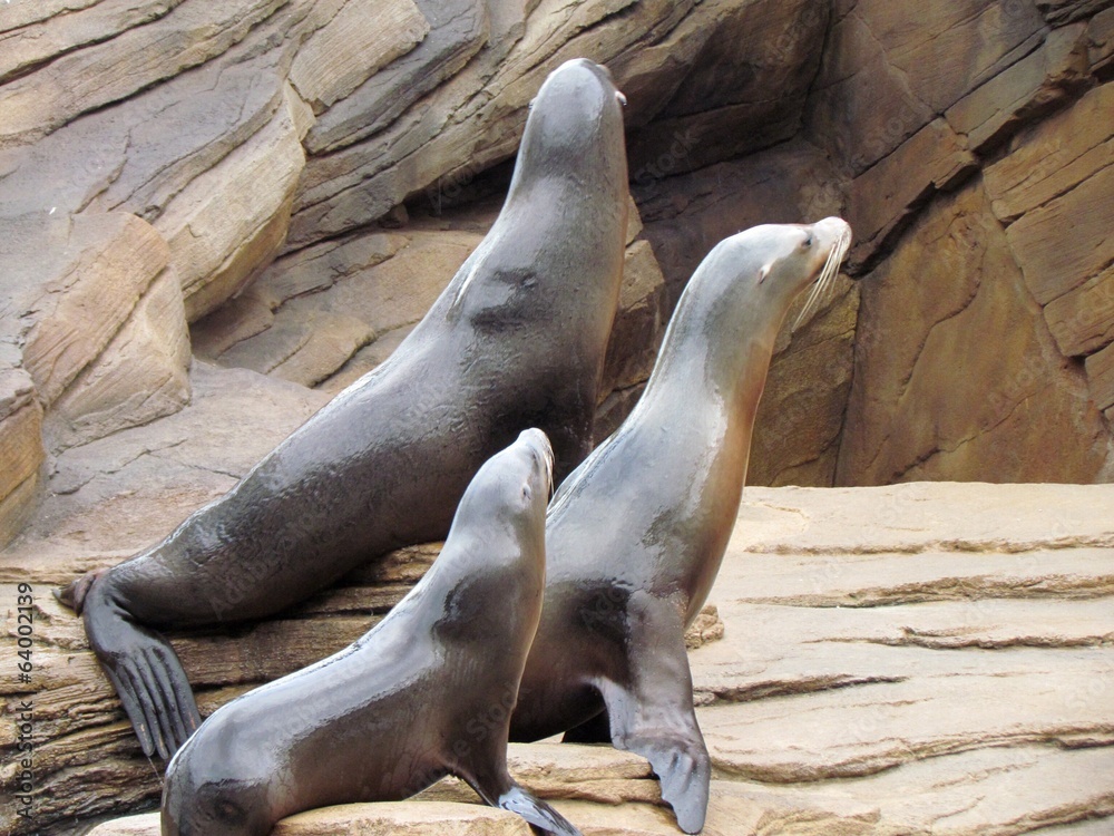 Fototapeta premium seals