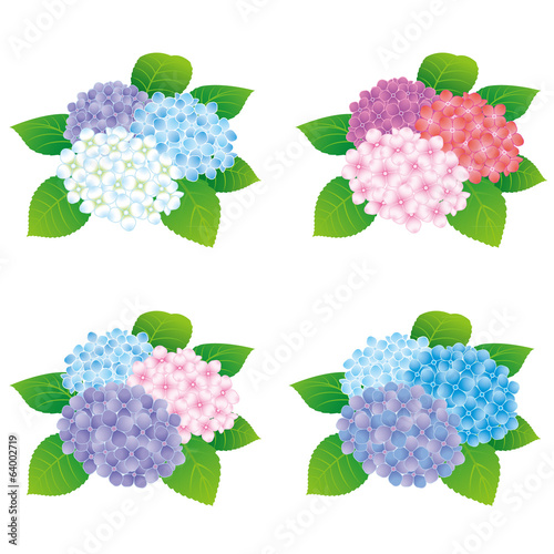 hydrangea flowers