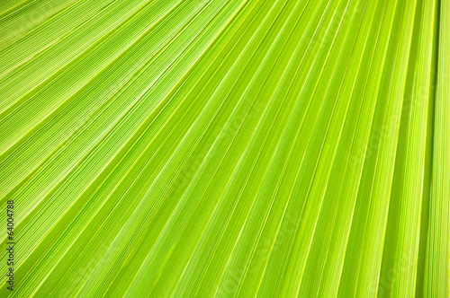 Lines and textures of Green Palm leaves.