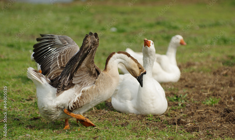 geese organic farm geese organic farm