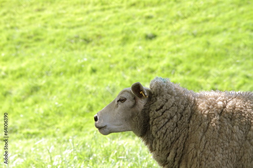 Sheep on a pasture © teine