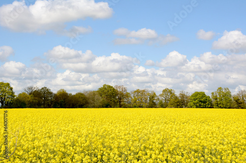 Field of bright yellow oilseed rape
