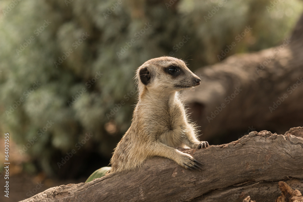 Fototapeta premium baby meerkat