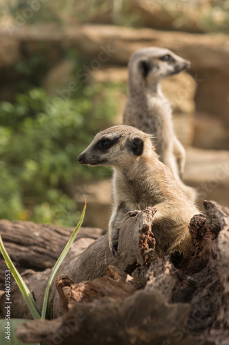 meerkats standing on tree trunk