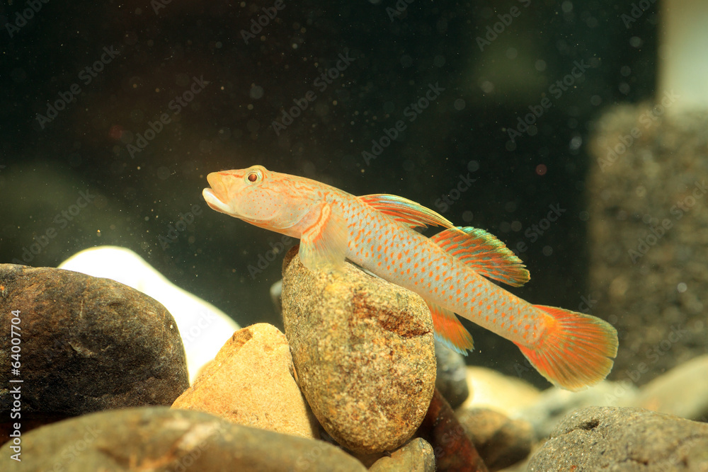 Fototapeta premium Rhinogobius flumineus goby fish in Japan