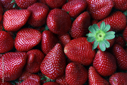 Fresas- Strawberries photo