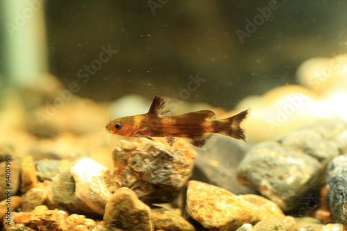 Stumpy bagrid catfish or Stumpy bullhead (Coreobagrus ichikawai) photo