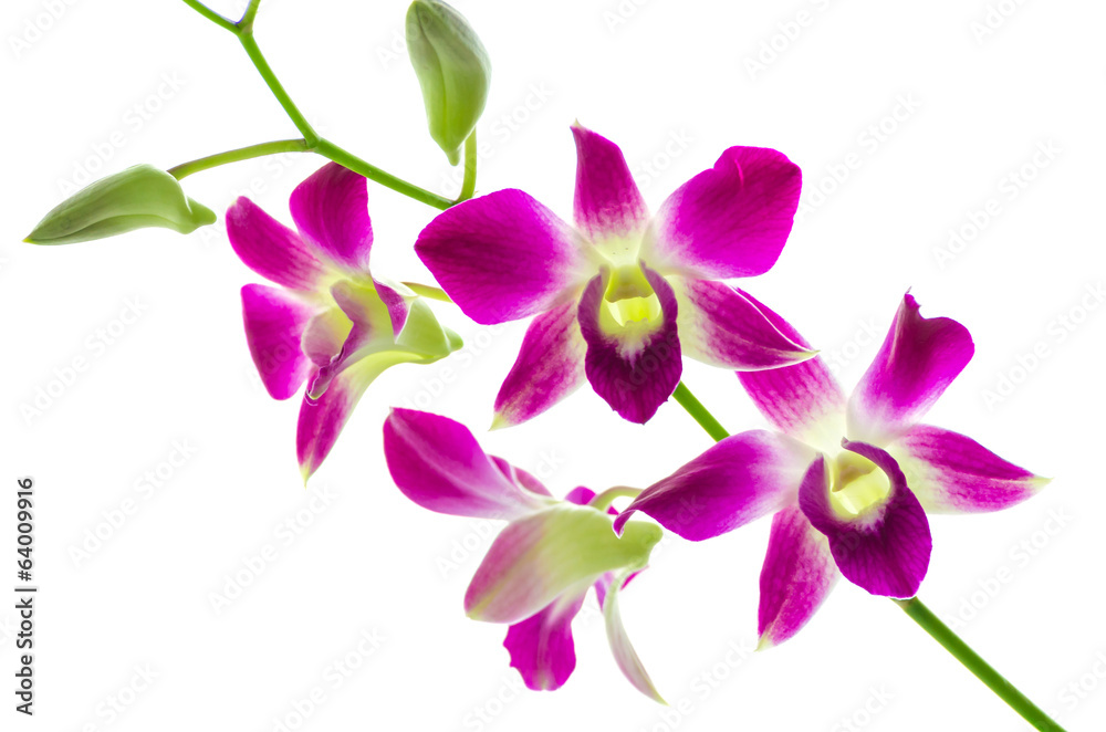 Orchind isolated white background Orchind isolated white background