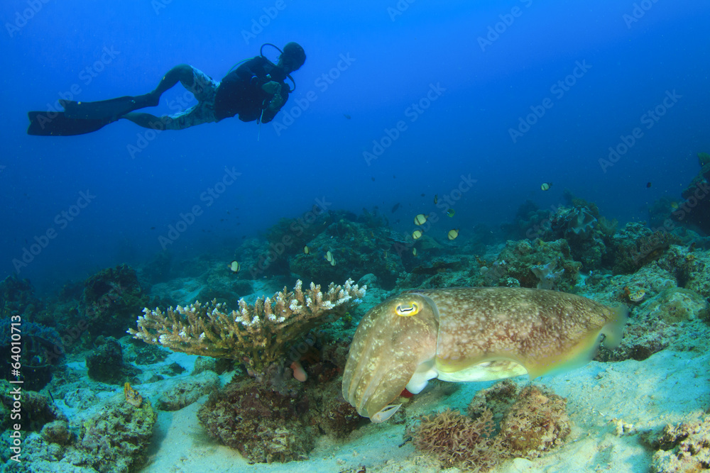 Fototapeta premium Scuba Diver and Cuttlefish