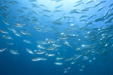 Mackerel Fish School