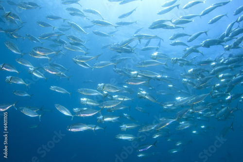 Mackerel Fish School
