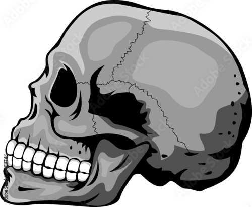 Human skull