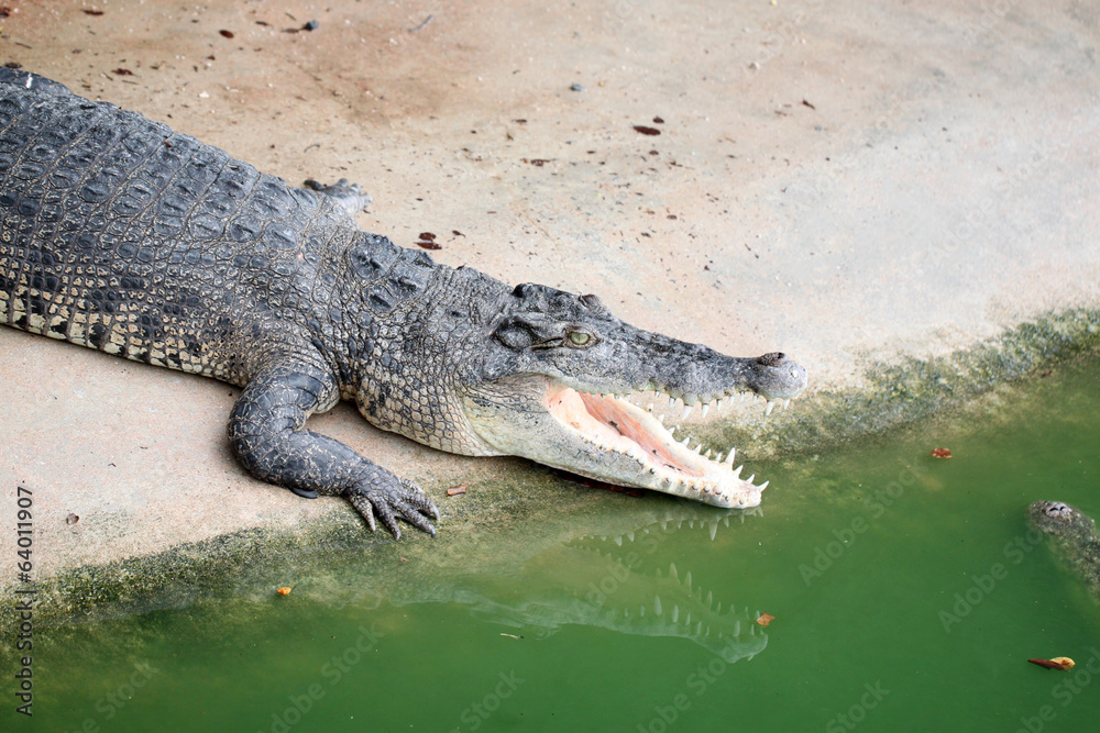Fototapeta premium Crocodile resting.