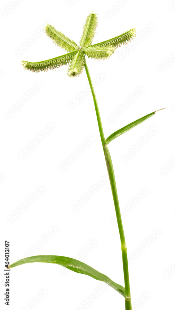 tige de graminée sauvage, Dactyloctenium aegyptium tige de graminée sauvage, Dactyloctenium aegyptium