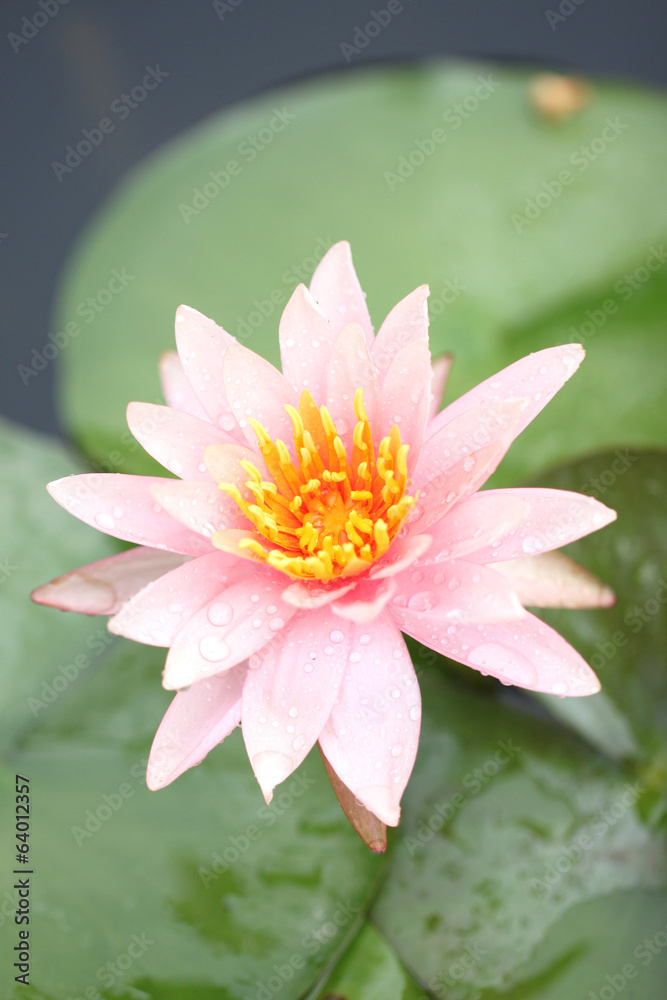macro pink lotus blossoms and green leaf. macro pink lotus blossoms and green leaf.