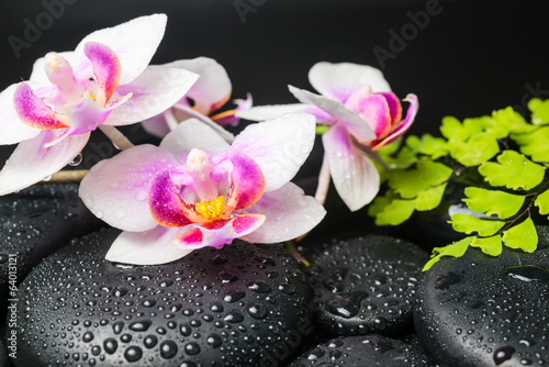 Spa concept with beautiful orchid flower  green branch and zen s