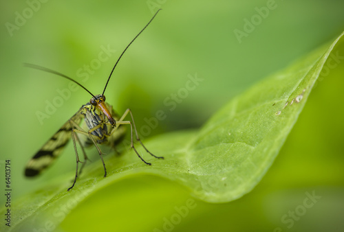 Long nose insect on green leaf