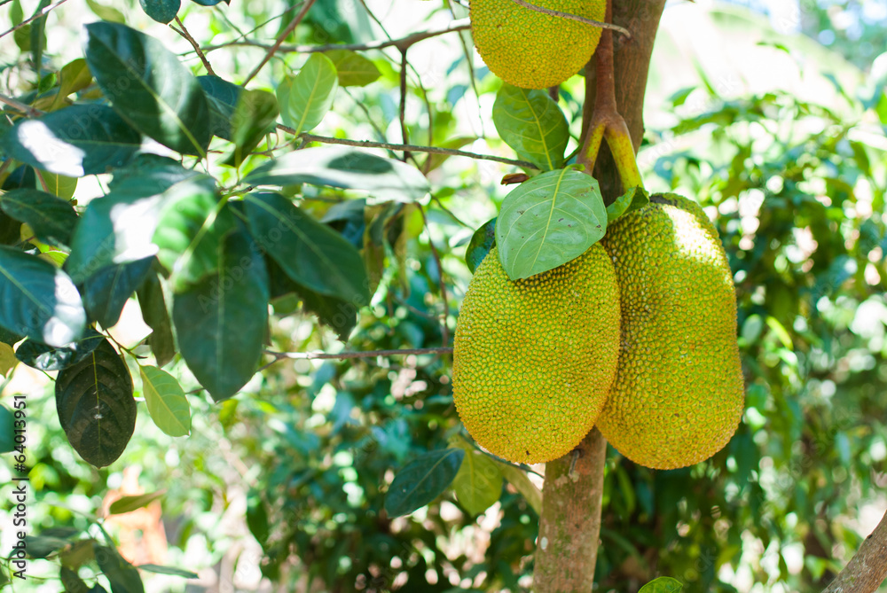 Jackfruit on tree Jackfruit on tree