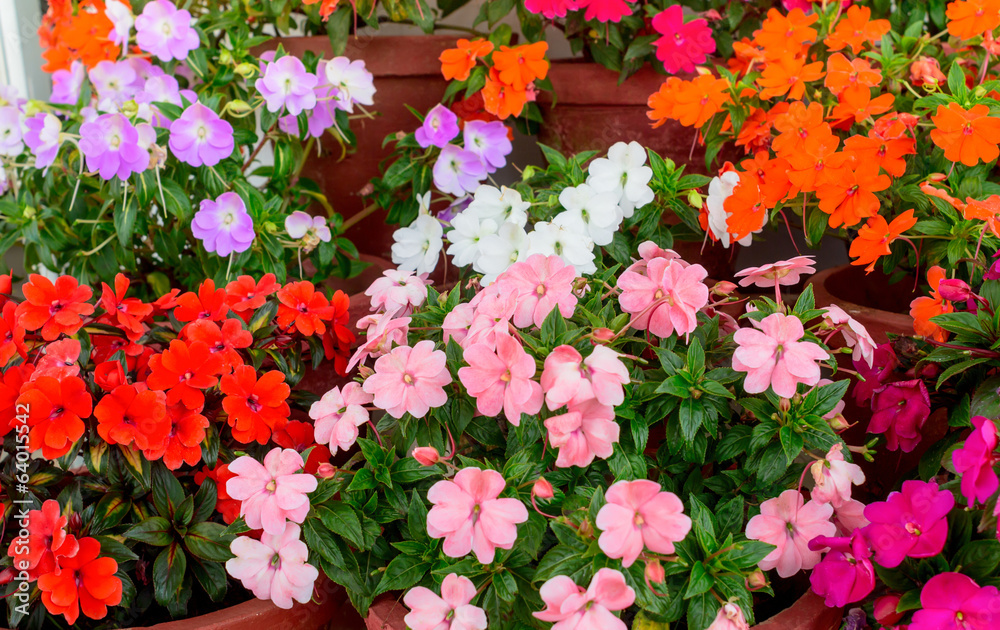 beautiful blooming multicolored Impatiens flowers in containers
