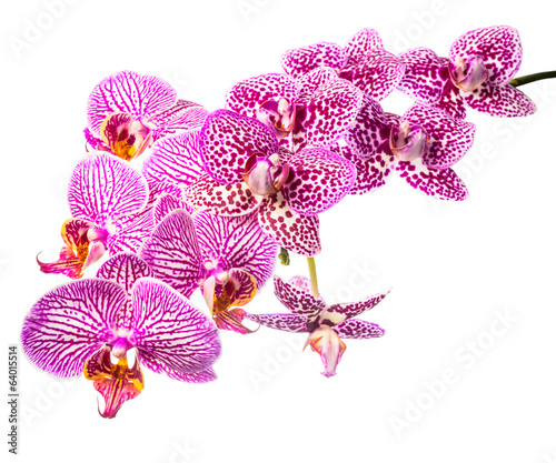 Fototapeta Naklejka Na Ścianę i Meble -  Beautiful blooming branch striped and spotted violet orchids, ph