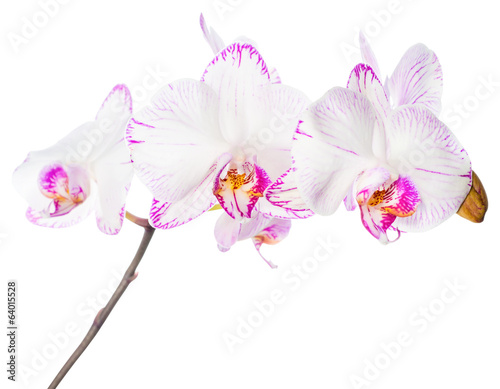 Fototapeta Naklejka Na Ścianę i Meble -  Blooming beautiful soft lilac striped orchid, phalaenopsis is is