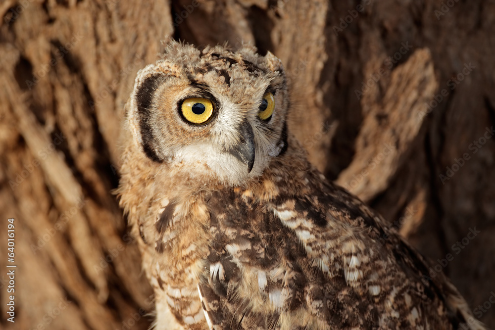 Fototapeta premium Spotted eagle-owl portrait, Kalahari