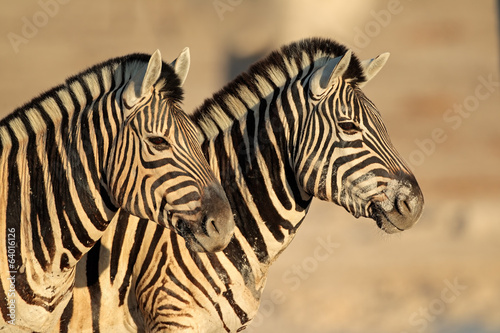 Plains Zebras portrait  Etosha National Park