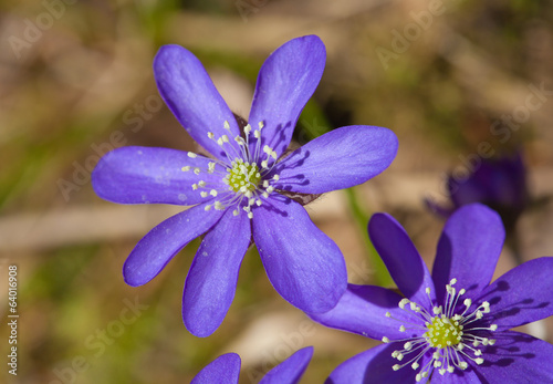 Anemone hepatica