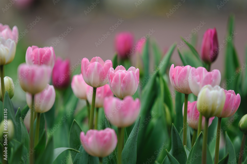 Fototapeta premium チューリップ