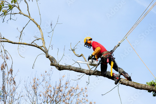 élaguer un arbre