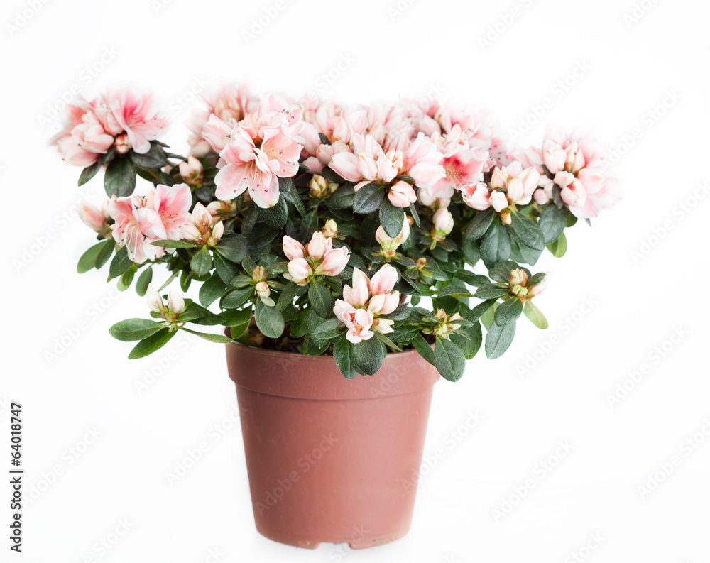 Blossoming azalea  in a flowerpot on a white background - obrazy, fototapety, plakaty 