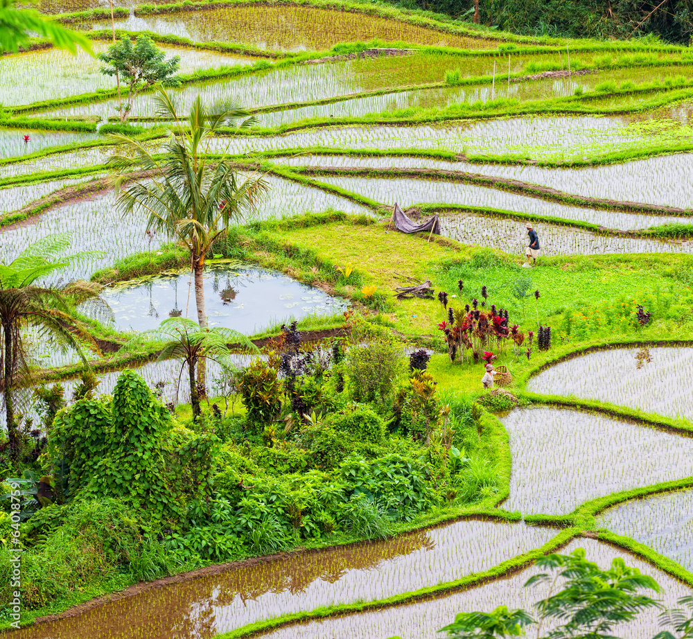 Peasants work on a rice field. Bali, Indonesia